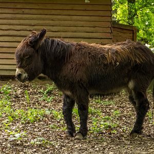 Donkey (Equus asinus asinus)