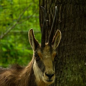 Chamois (Rupicapra rupicapra)