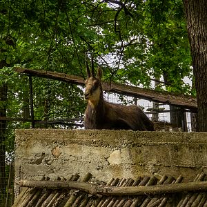 Chamois (Rupicapra rupicapra)