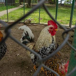 Chicken (Gallus gallus domesticus)