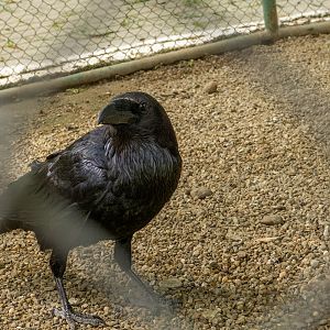 Common raven (Corvus corax)