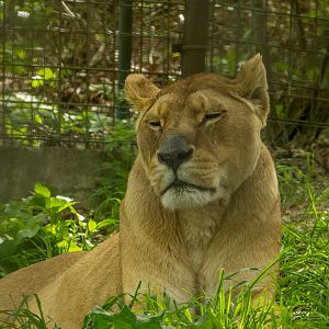 Lion (Panthera tigris)