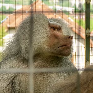Hamadryas baboon (Papio hamadryas)