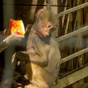 Hamadryas baboon (Papio hamadryas)