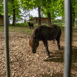 Pony (Equus ferus caballus)