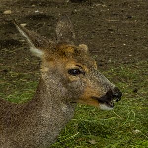 Roe deer (Capreolus capreolus)