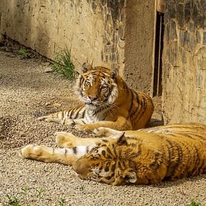 Tiger (Panthera tigris)