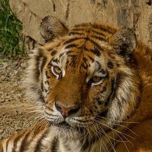 Tiger (Panthera tigris)