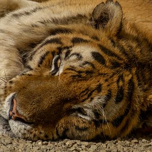 Tiger (Panthera tigris)