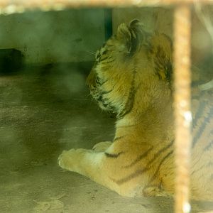 Tiger (Panthera tigris)