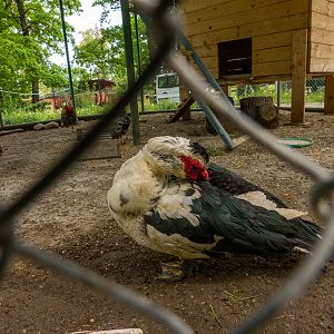 Muscovy duck (Cairina moschata