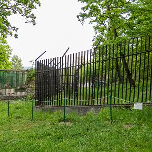 enclosure brown bear