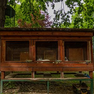 enclosure rabbit