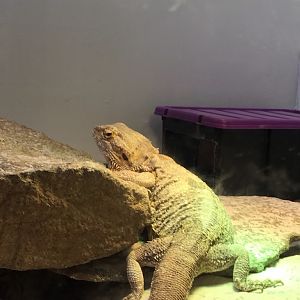 Bearded dragon