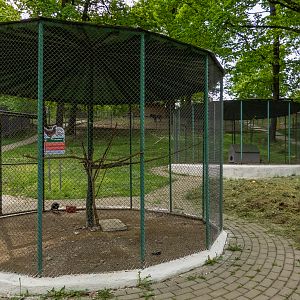 enclosure common raven