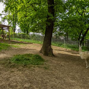 enclosure llama