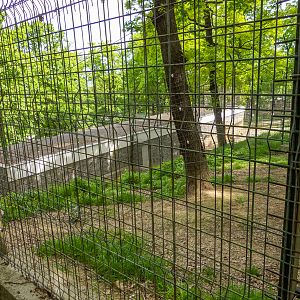 enlosure lion