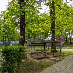 enclosure guinea pigs