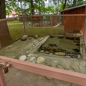 enclosure turtles