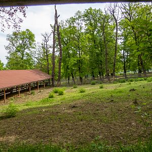 enclosure European bison