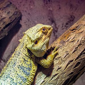 Central bearded dragon (Pogona vitticeps)