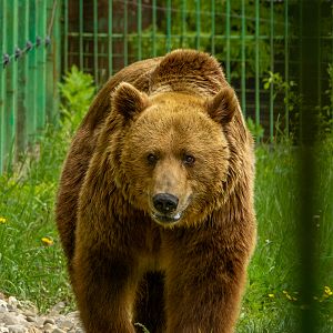 Brwon bear (Ursus arctos)