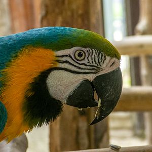 Blue-and-yellow macaw (Ara ararauna)