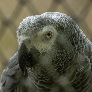 Grey parrot (Psittacus erithacus)