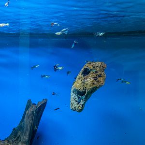 Guppy (Poecilia reticulata)