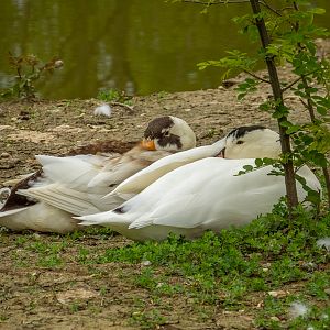 Domestic duck (Anas platyrhynchos f. domesticus)