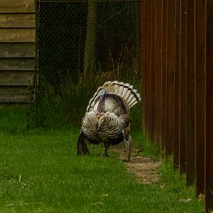 Cröllwitzer Pute (Meleagris gallopavo f. domestica),