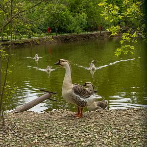 Chinese goose (Anser cygnoides f. cdomesticus)