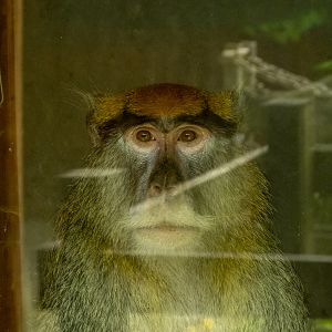 Common patas monkey (Erythrocebus patas)