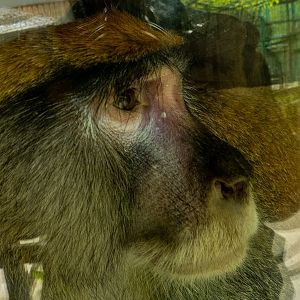 Common patas monkey (Erythrocebus patas)