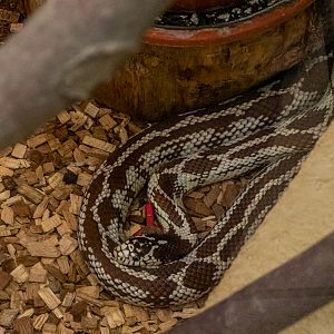 Eastern kingsnake (Lampropeltis getula)