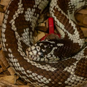 Eastern kingsnake (Lampropeltis getula)