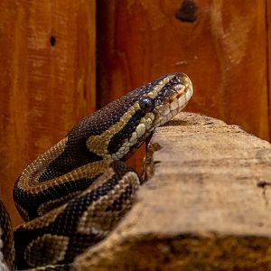 Ball python (Python regius)