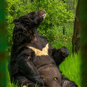 Asian black bear (Ursus thibetanus)