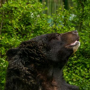 Asian black bear (Ursus thibetanus)