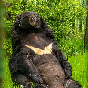 Asian black bear (Ursus thibetanus)