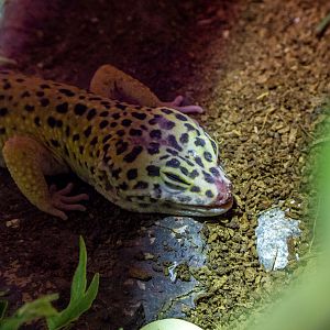 Common leopard gecko (Eublepharis macularius)