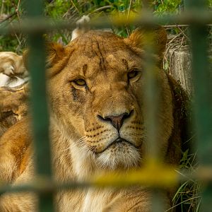 Lion (Panthera leo)