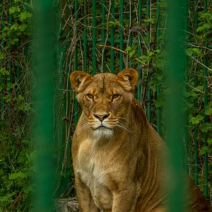 Lion (Panthera leo)