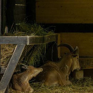 Barbary sheep (Ammotragus lervia)