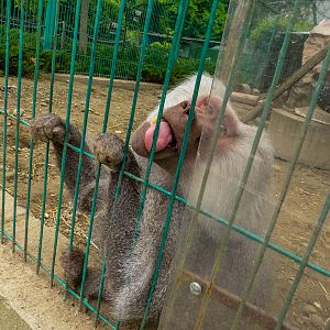 Hamadryas baboon (Papio hamadryas)