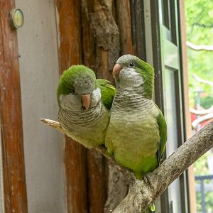Monk parakeet (Myiopsitta monachus)