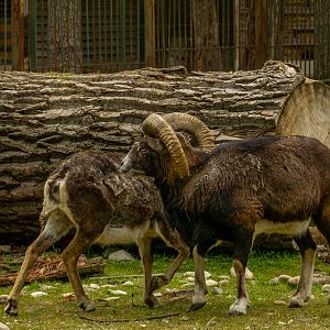 Mouflon (Ovis gmelini)