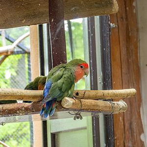 Rosy-faced lovebird (Agapornis roseicollis)