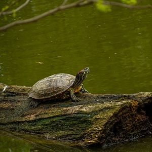 Red-eared terrapin (Trachemys scripta elegans)