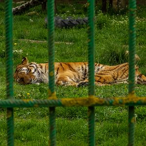 Siberian tiger (Panthera tigris tigris)